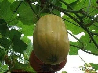 吃搅瓜的好处,养生佳品，健康生活必备