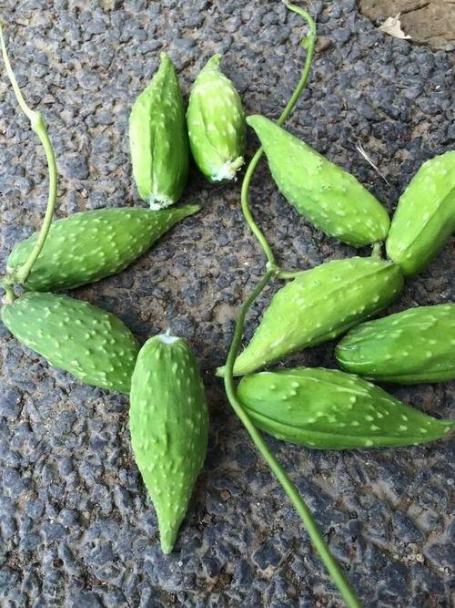 孕妇可以吃蛇瓜那,蛇瓜——孕妇的滋补佳品