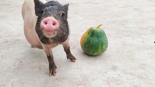 猪猪喜欢吃瓜,揭秘猪猪的瓜类美食偏好