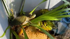 淼淼吃瓜视频全集,揭秘娱乐圈幕后真相