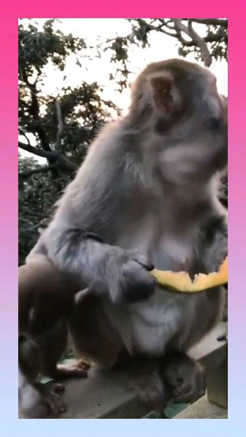 吃瓜的猴子大王