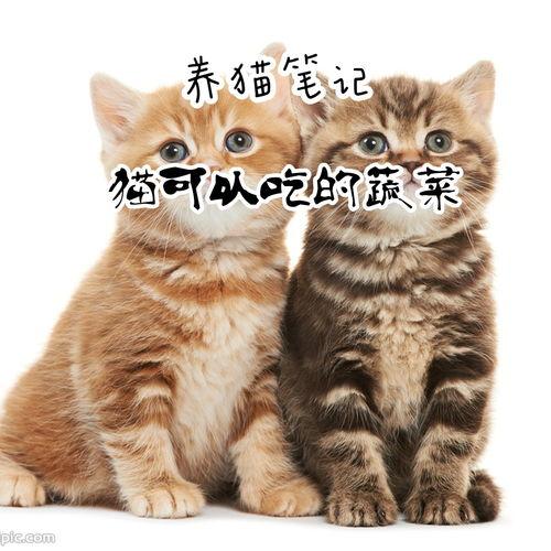 猫可以吃土瓜,揭秘猫咪为何偏爱土瓜之谜