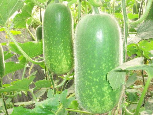 豪豪吃大瓜,揭秘娱乐圈幕后故事