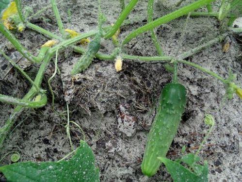 吃瓜嘣一墙,揭秘娱乐圈那些不为人知的幕后故事