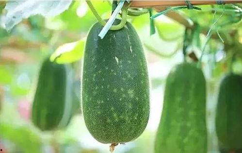 别人说吃瓜,吃瓜群众如何成为幕后推手