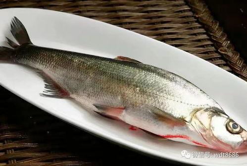 鲁班鱼吃瓜视频,揭秘网红美食背后的故事