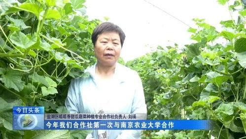 在田野吃瓜,一场别开生面的乡村美食之旅