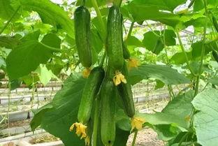 吃瓜倒掉,揭秘娱乐圈背后的真相与倒掉之谜