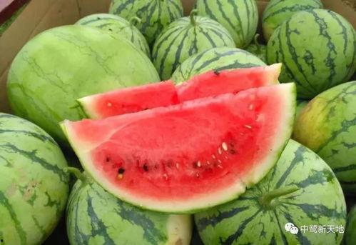 瓜王怎么吃,解锁各式瓜类美味吃法